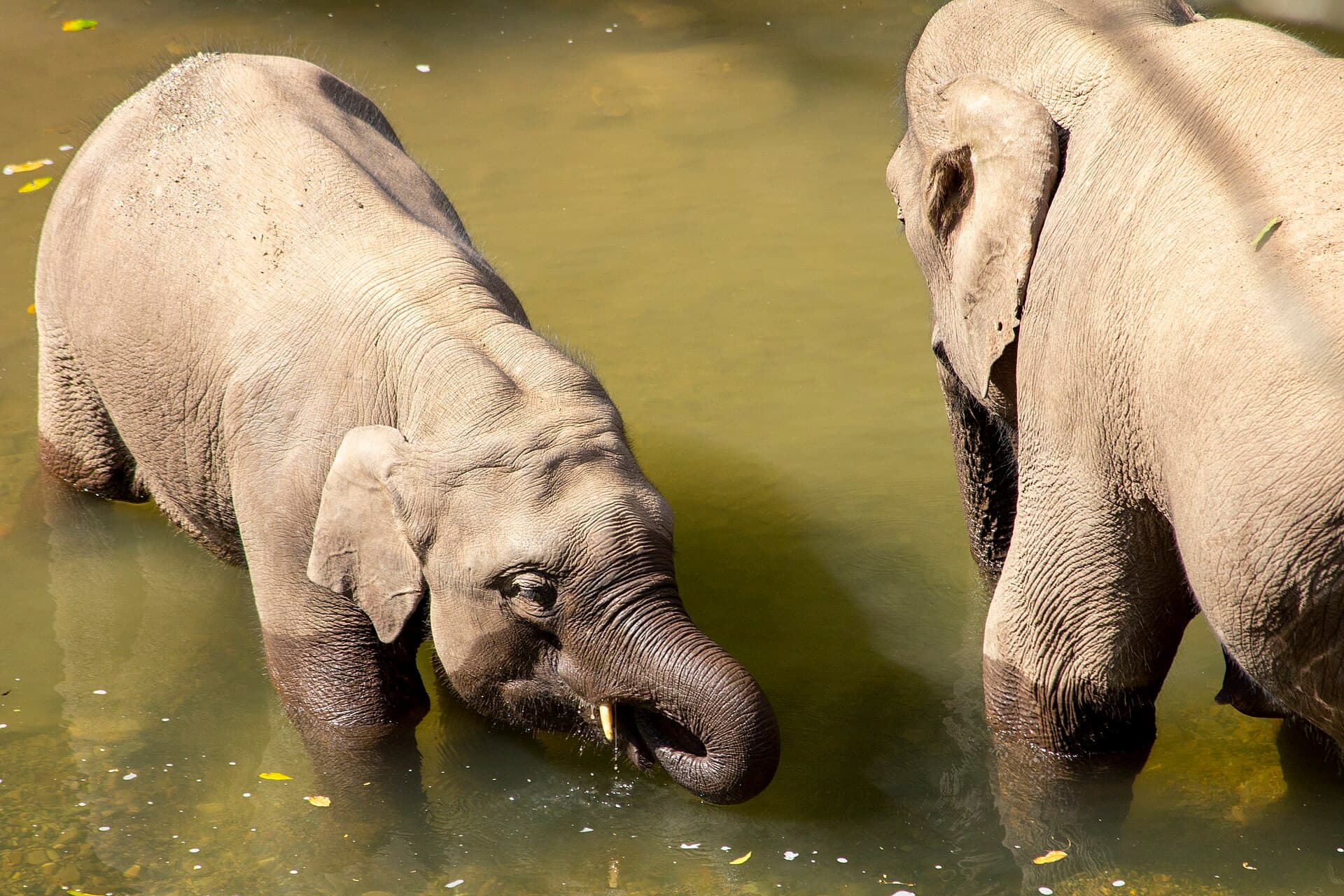Wild Elephant Valley