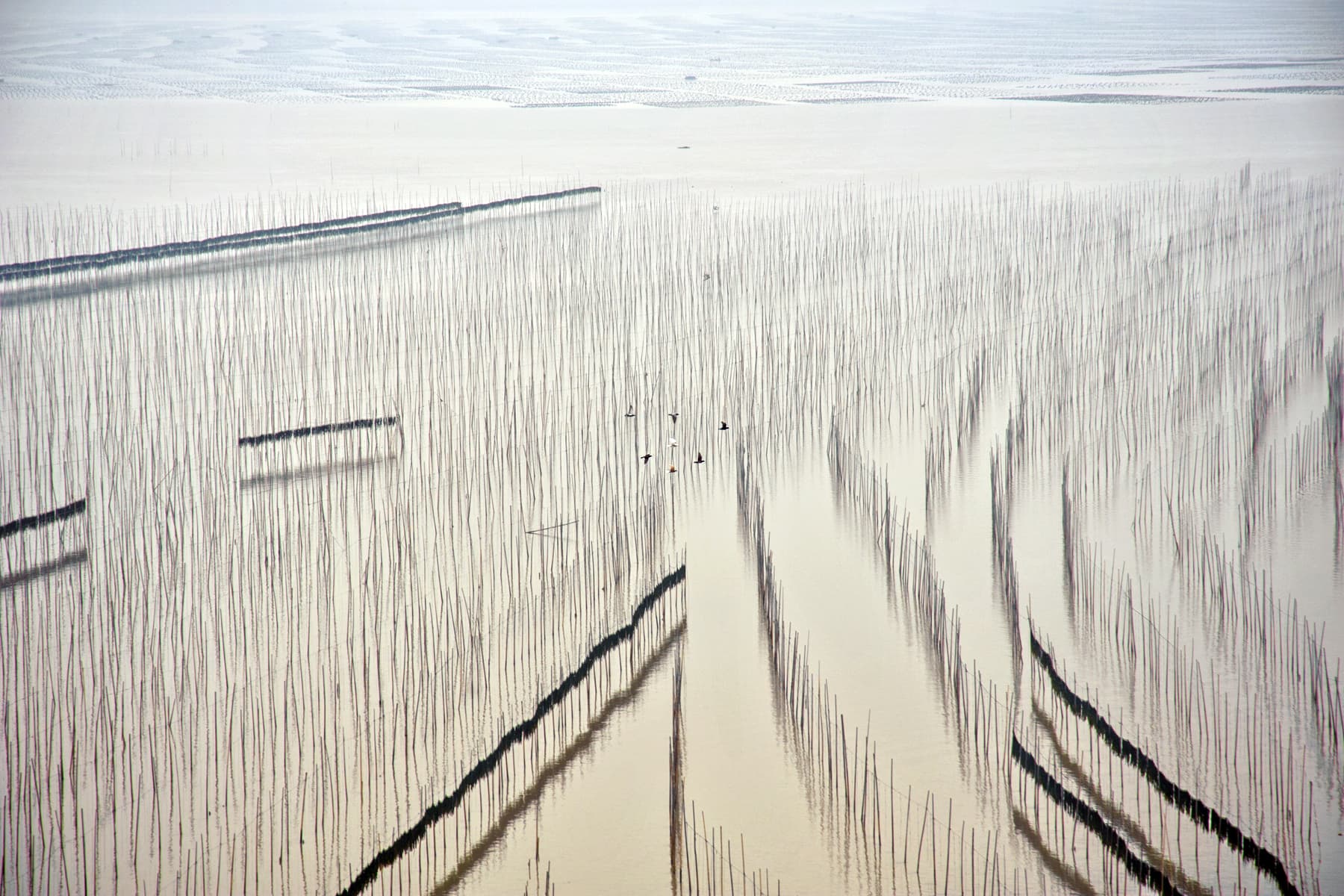 Xiapu Mudflats