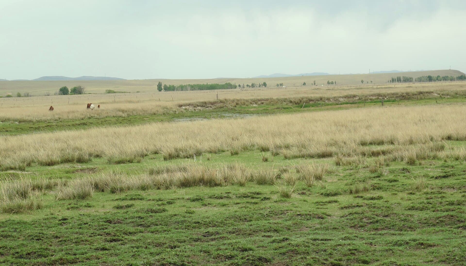 Xilamuren Grassland
