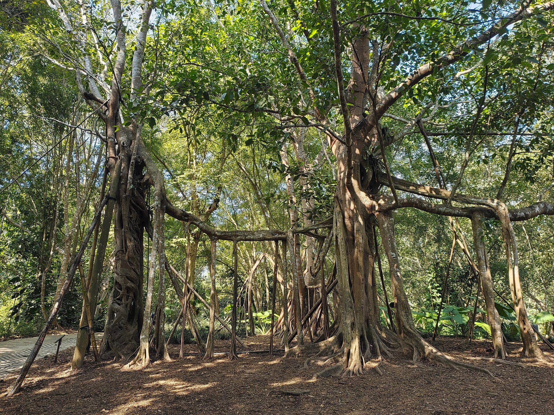 Xishuangbanna Tropical Botanical Garden