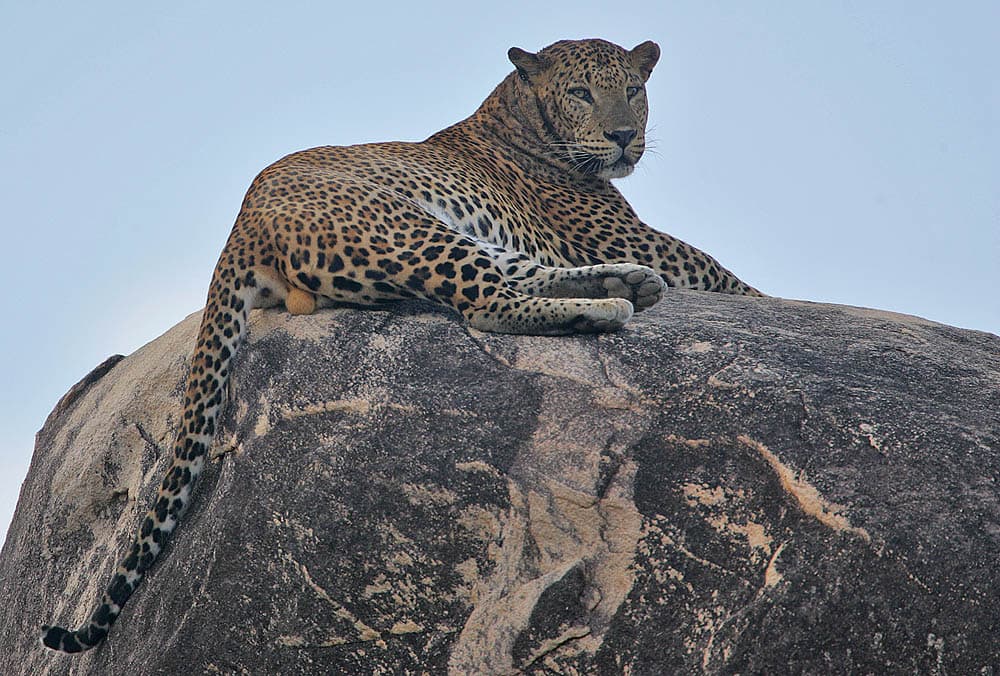 Yala National Park