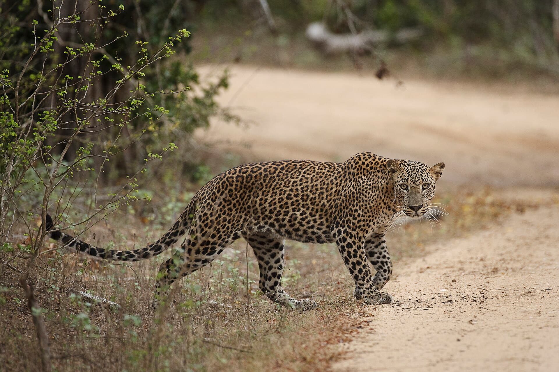 Yala National Park