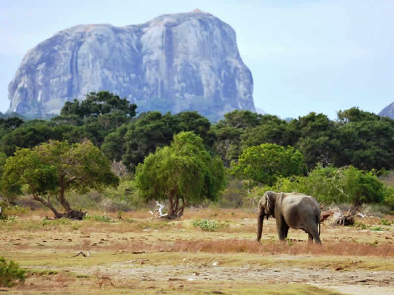 Yala National Park