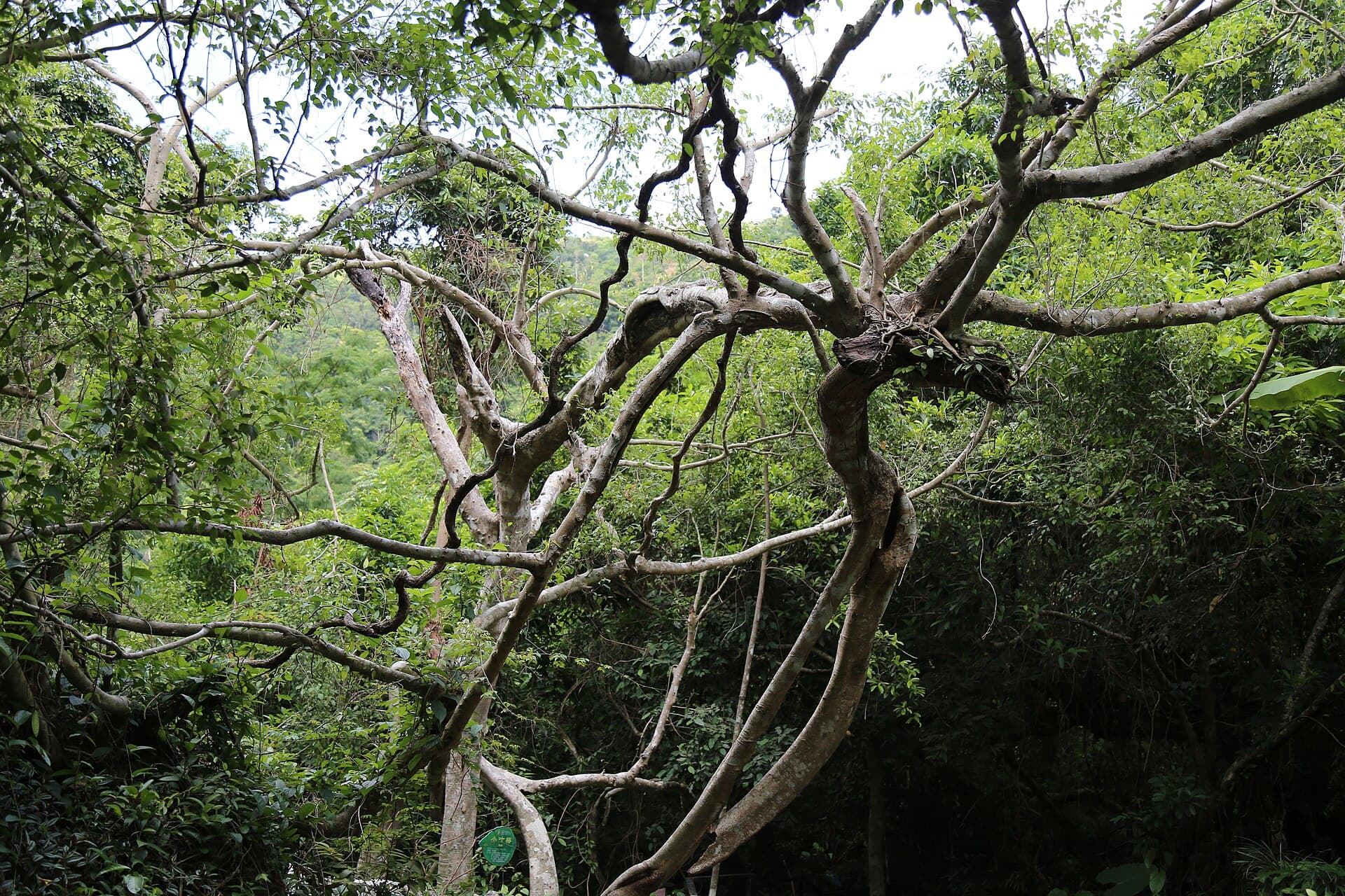 Yanoda Rainforest