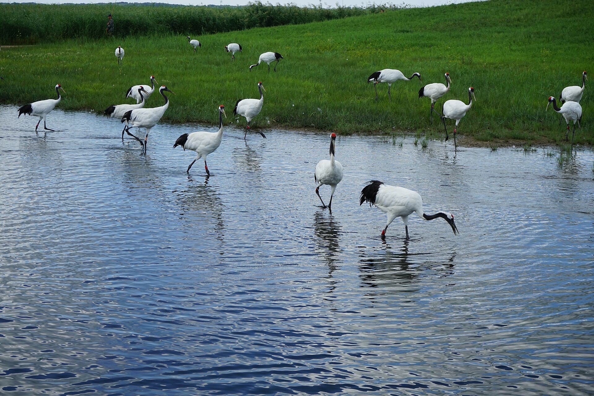 Zhalong Nature Reserve