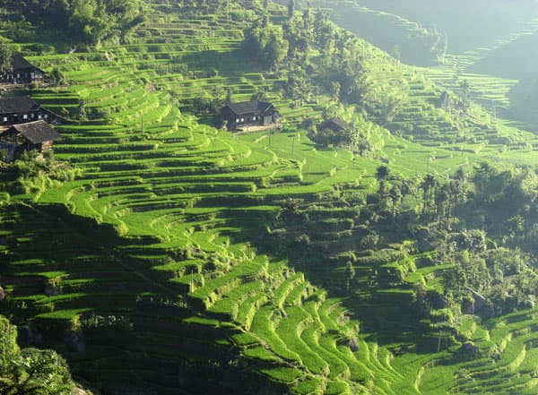 Ziquejie Rice Terraces