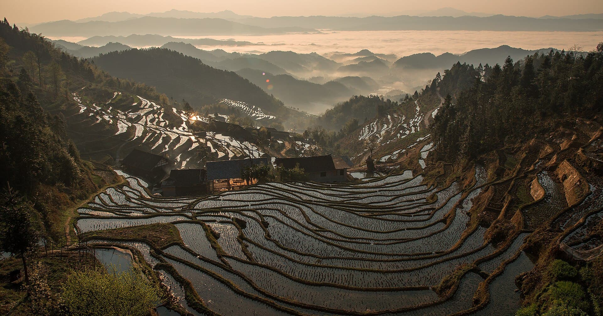 Ziquejie Rice Terraces