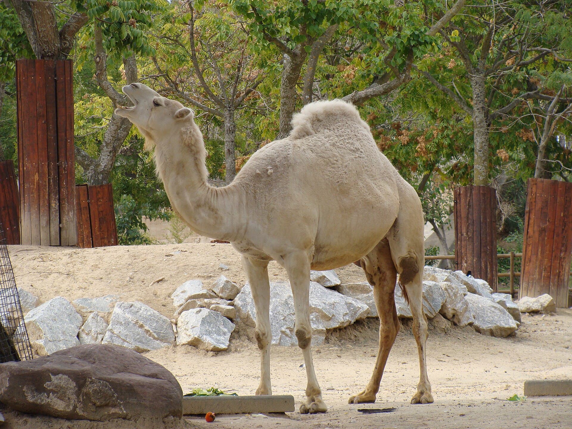 Zoo Aquarium de Madrid, Madrid