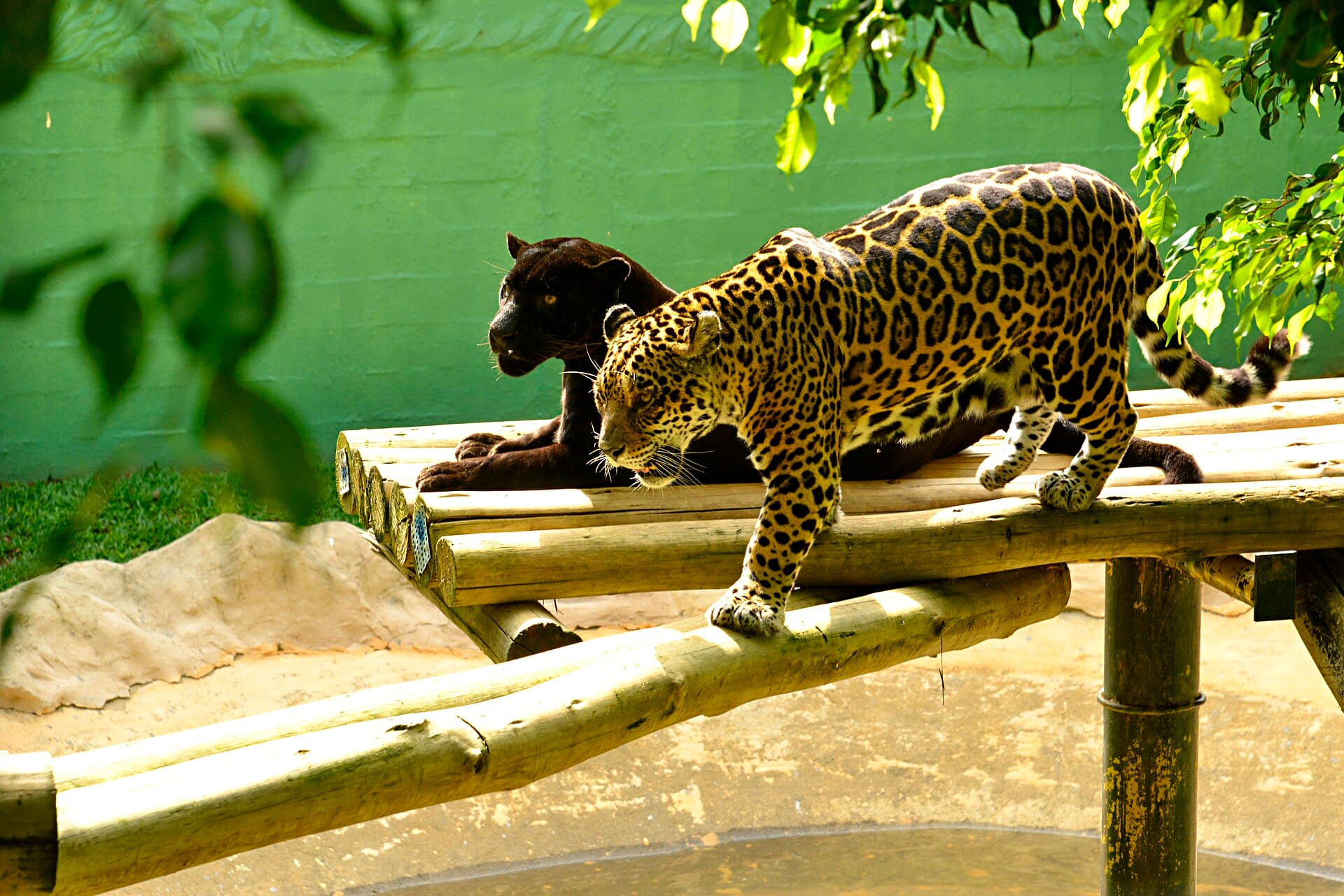 Pomerode Zoo, Pomerode