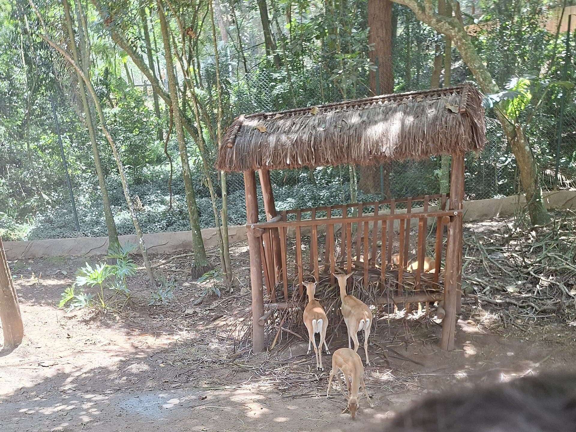 Zoo Safári São Paulo, São Paulo