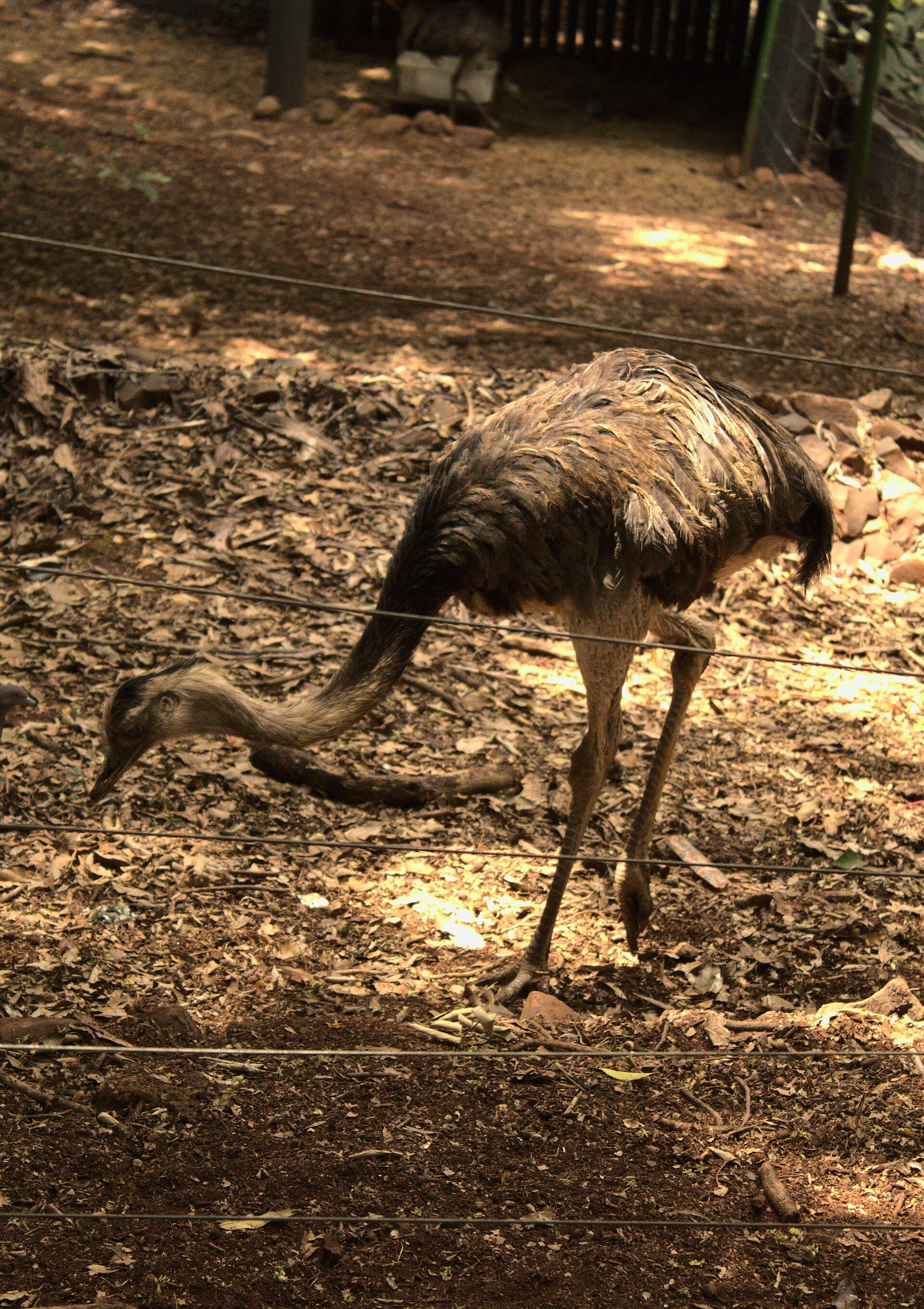 Cascavel Municipal Zoo (Danilo Galafassi Park), Cascavel