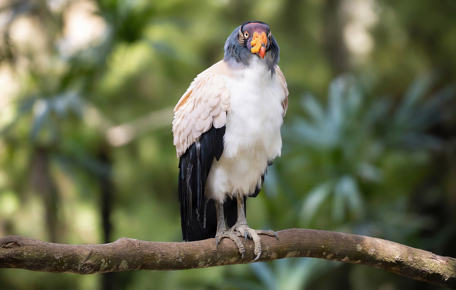 Curitiba Zoo, Curitiba