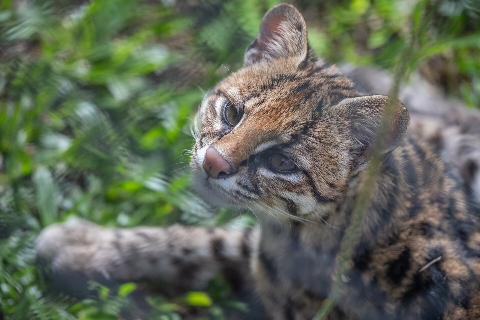 Curitiba Zoo, Curitiba