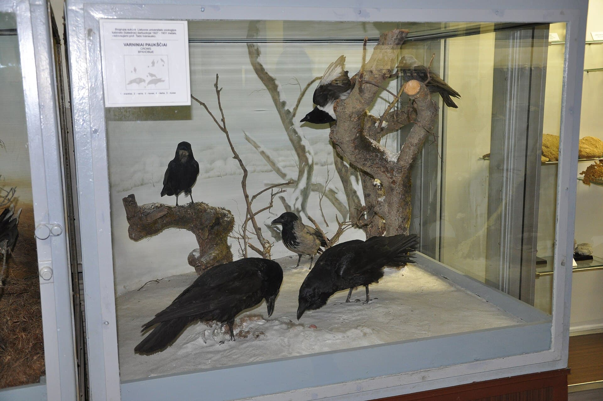 Tadas Ivanauskas Museum of Zoology, Kaunas