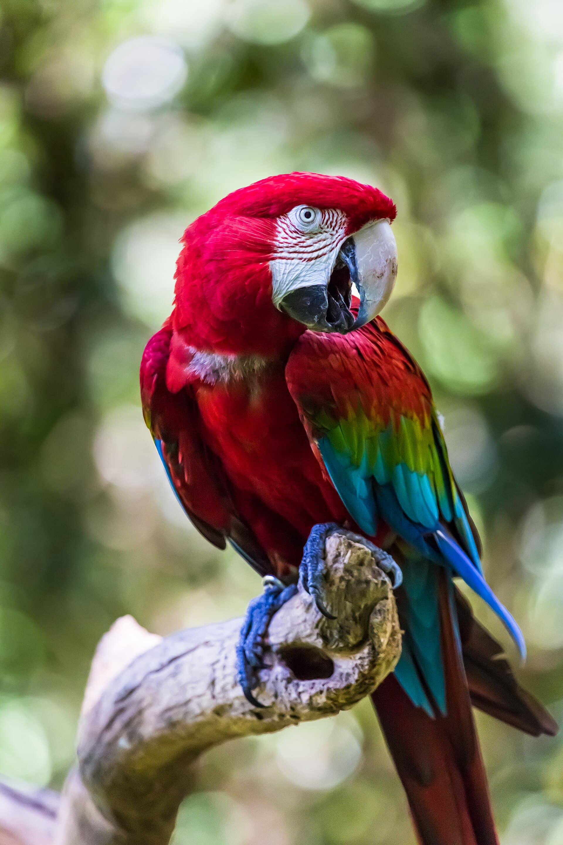 Zooparque Itatiba, Itatiba