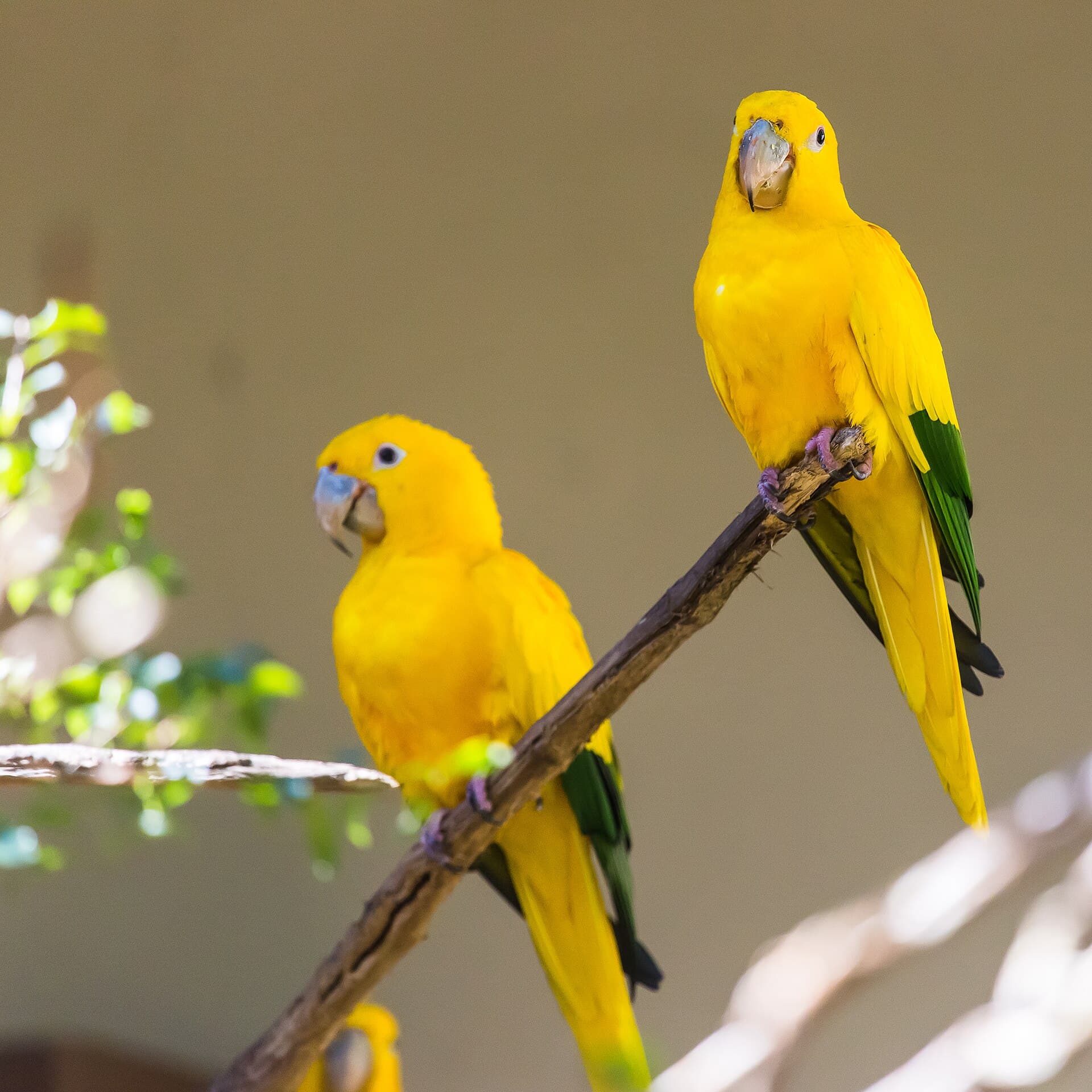 Zooparque Itatiba, Itatiba