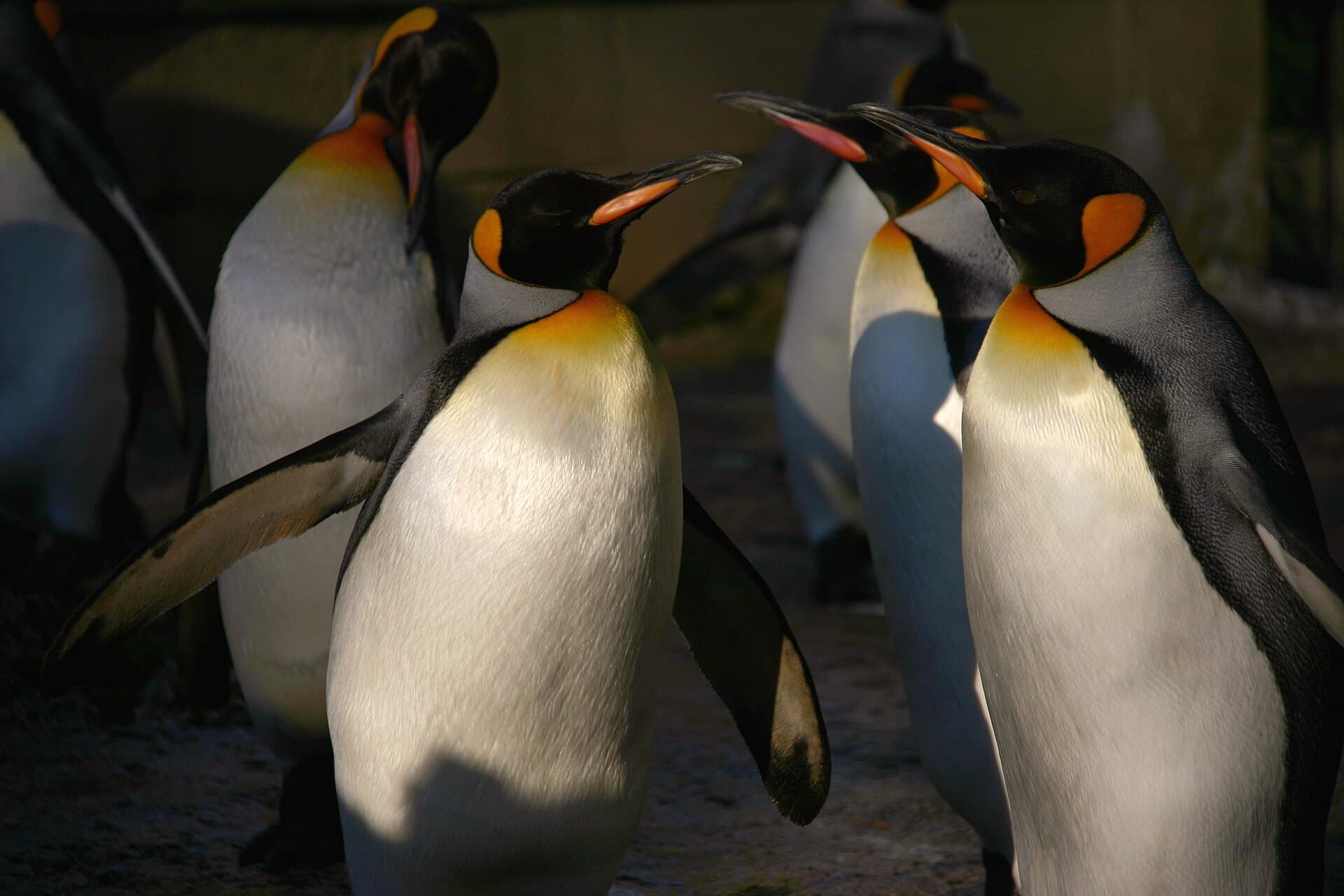 Birdland Park and Gardens
