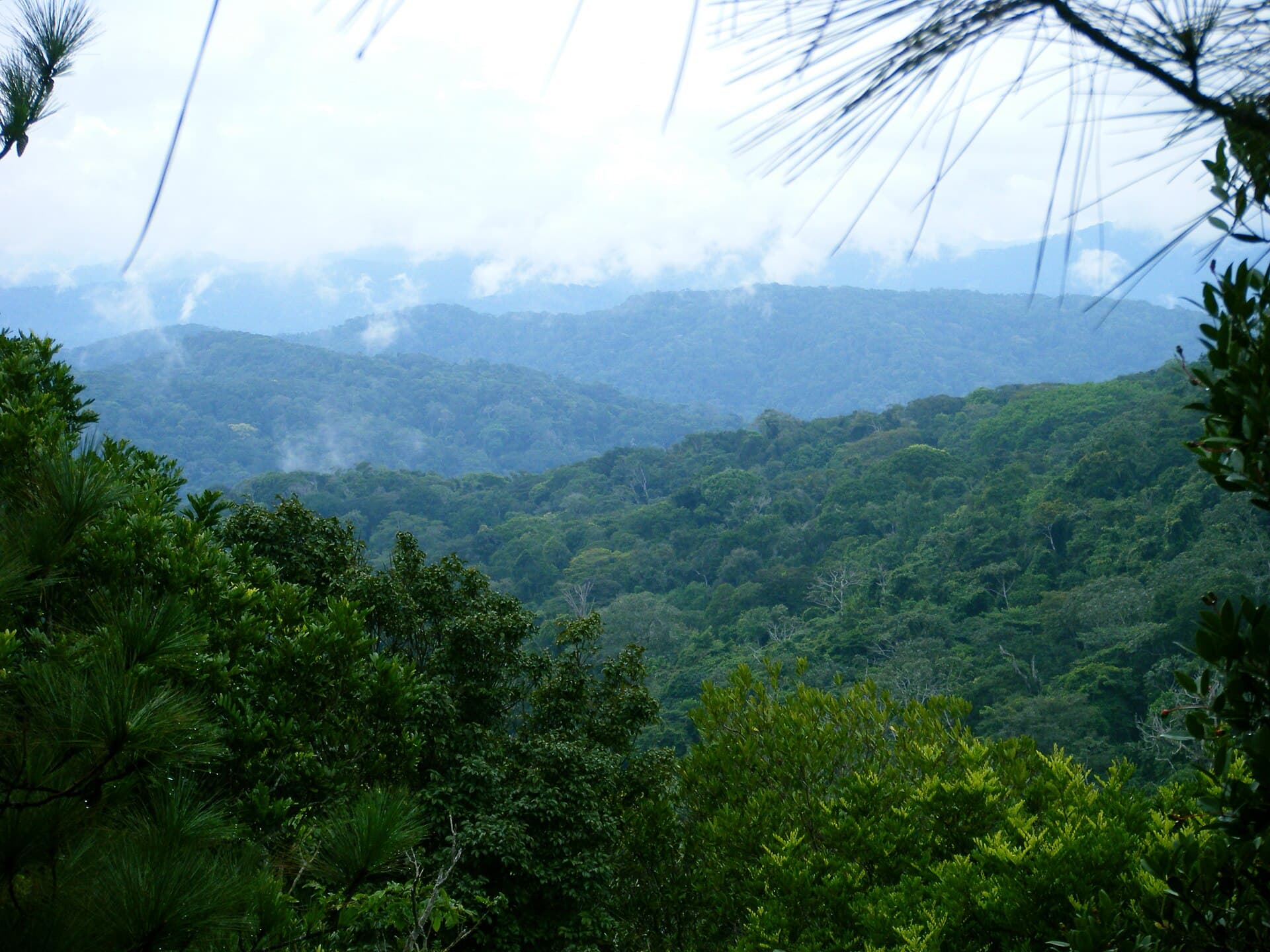 Cerro Azul Cloud Forest