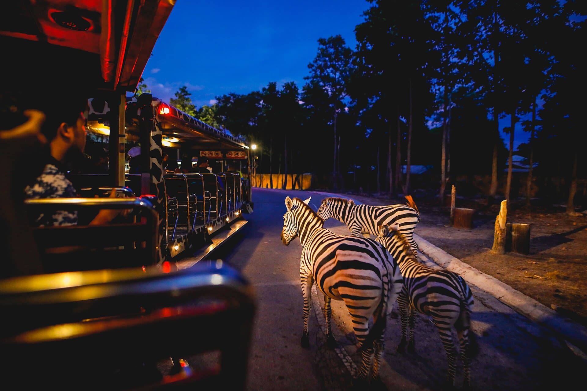 Chiang Mai Night Safari