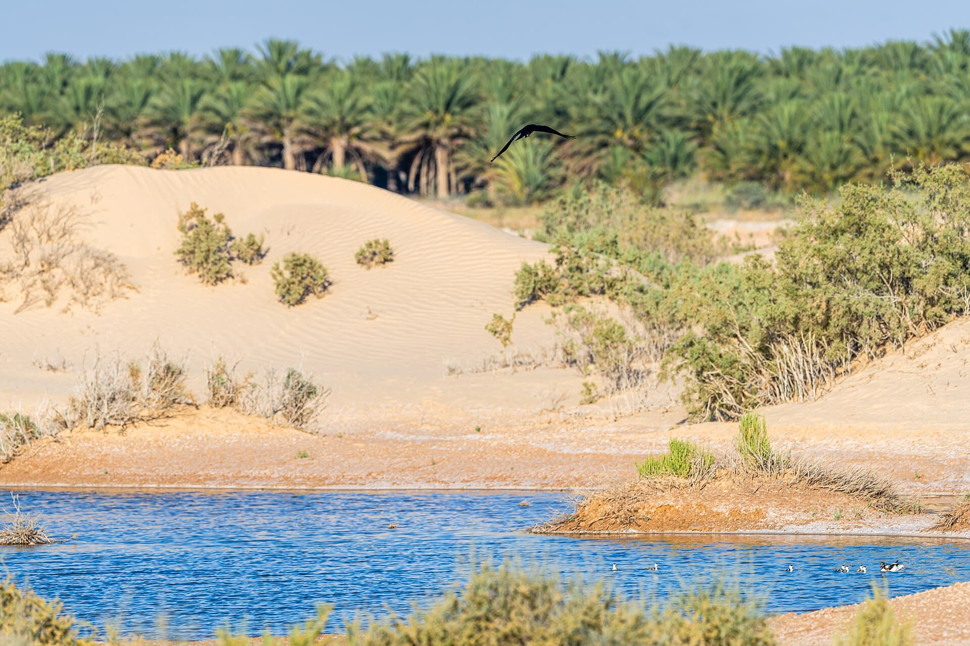 توزر