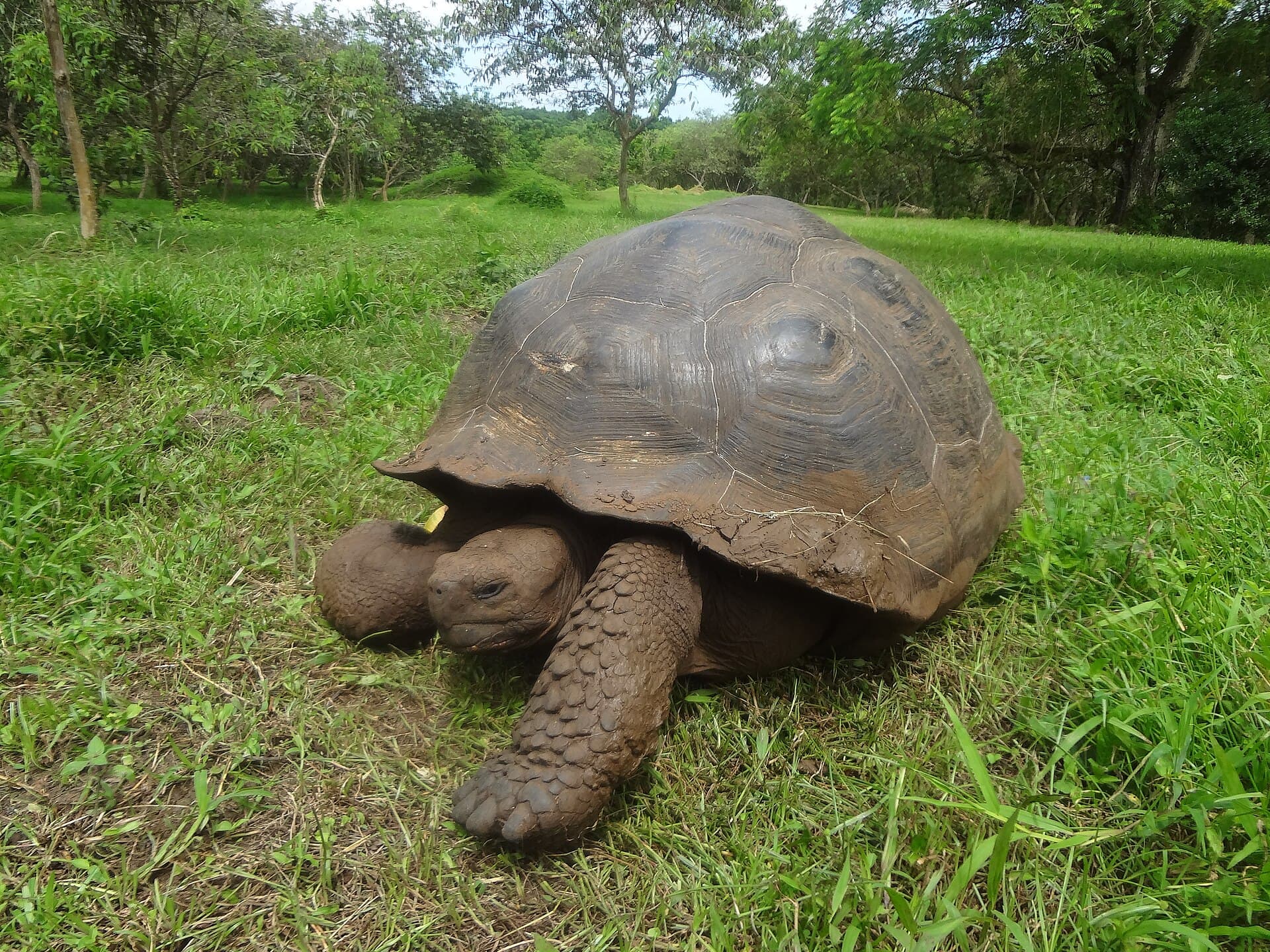 El Chato Giant Tortoise Reserve