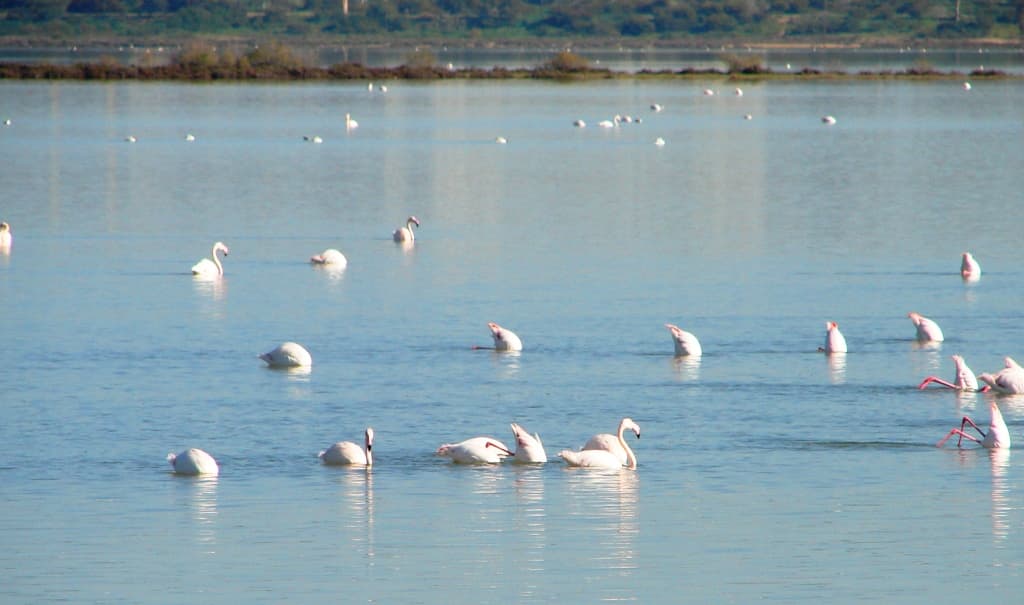 Larnaca Salt Lake