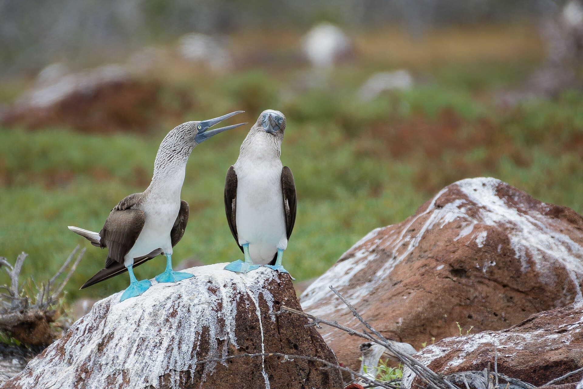 North Seymour Island
