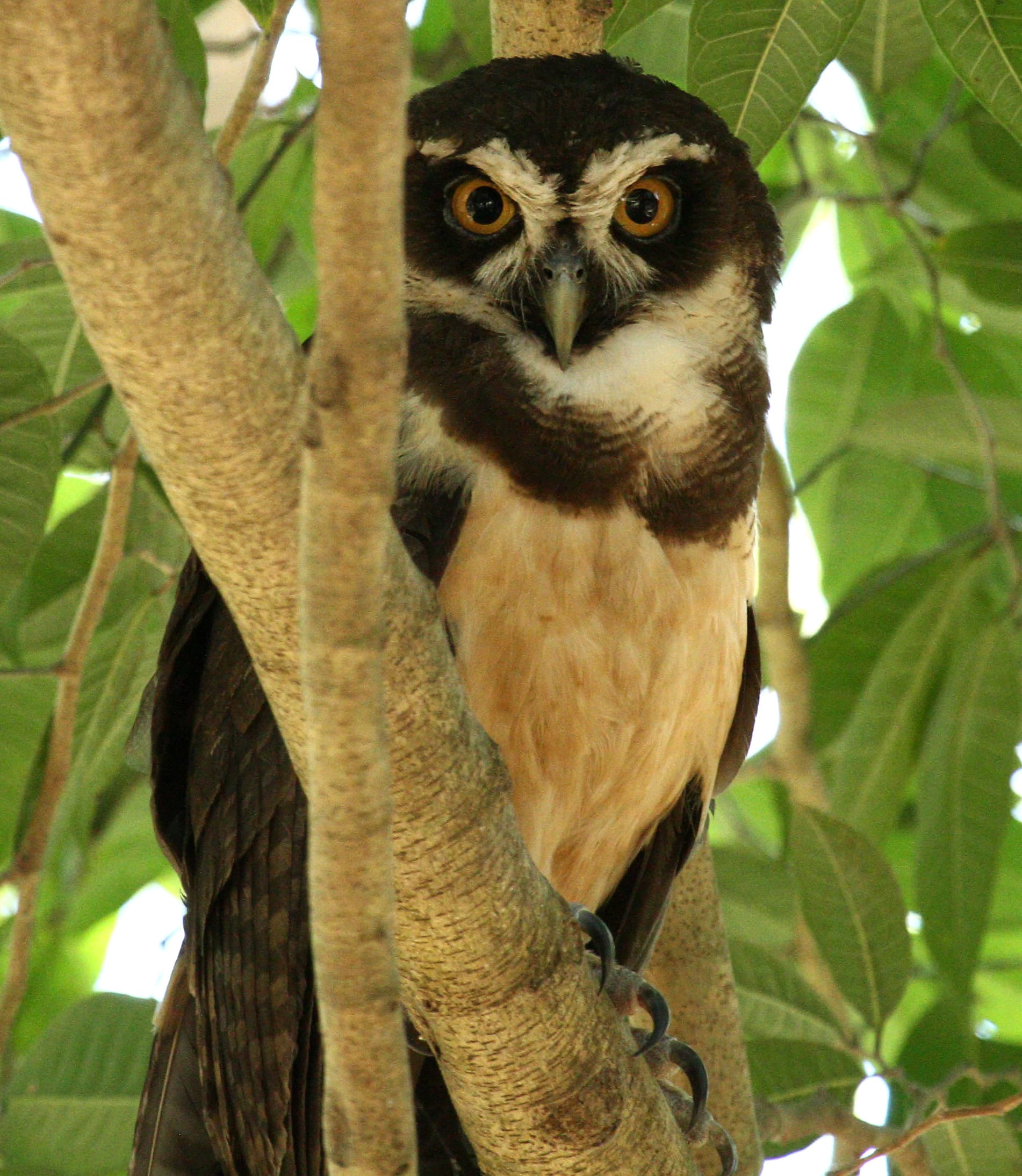 Palo Verde National Park
