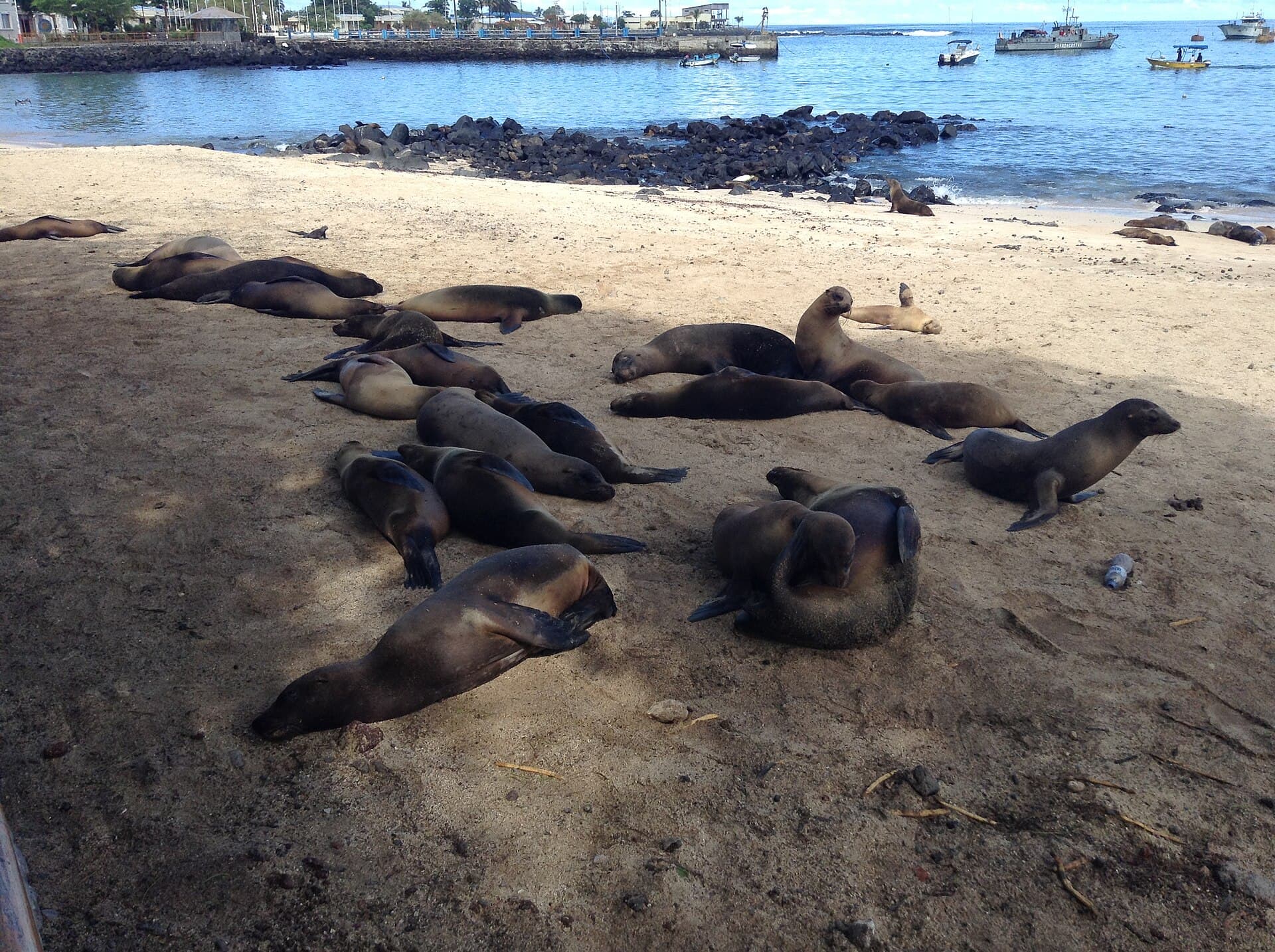 Puerto Baquerizo Moreno Waterfront and Sea Lions