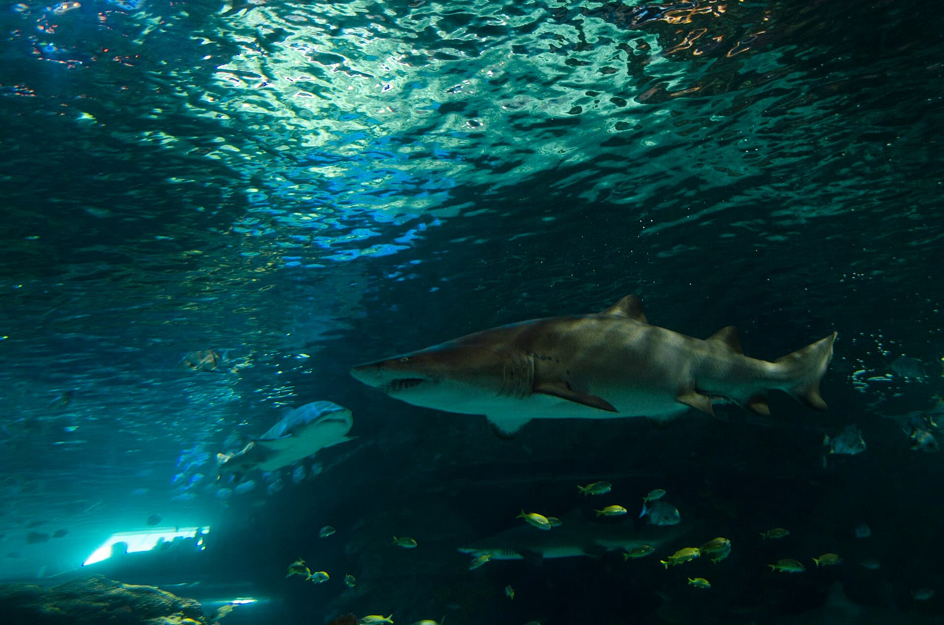 Ripley's Aquarium of Canada