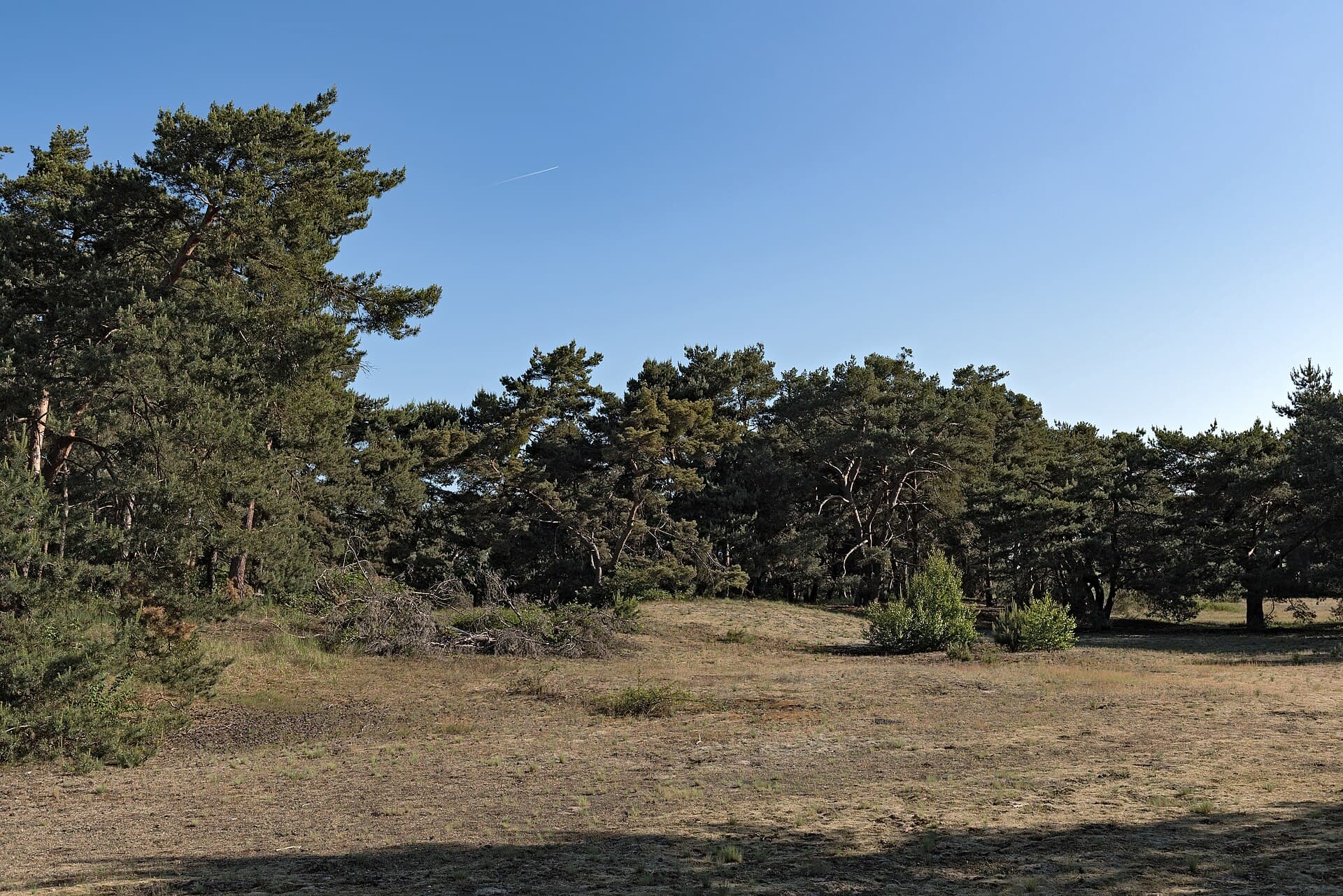 Schwanheimer Duene