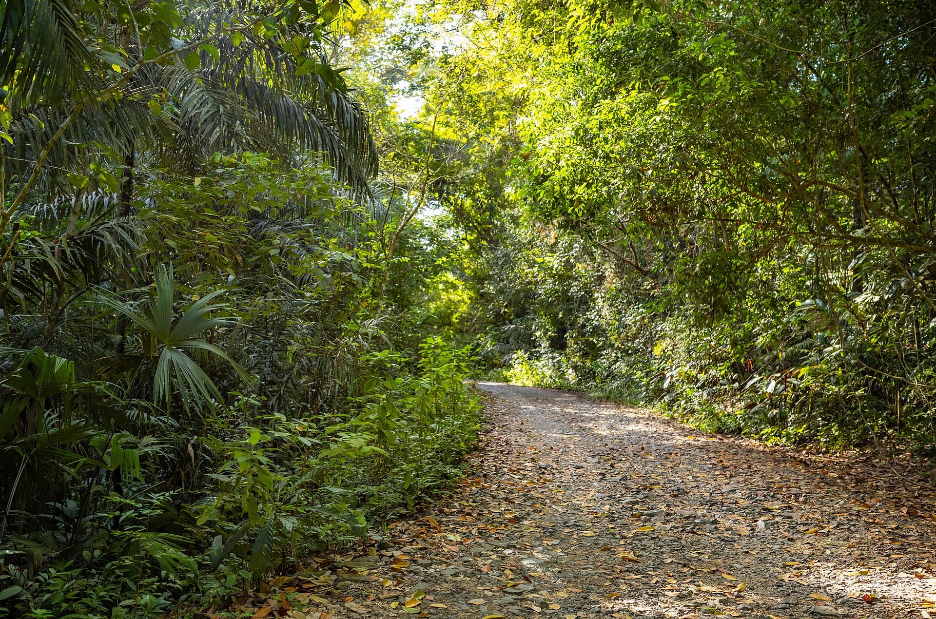 Soberanía National Park and Pipeline Road