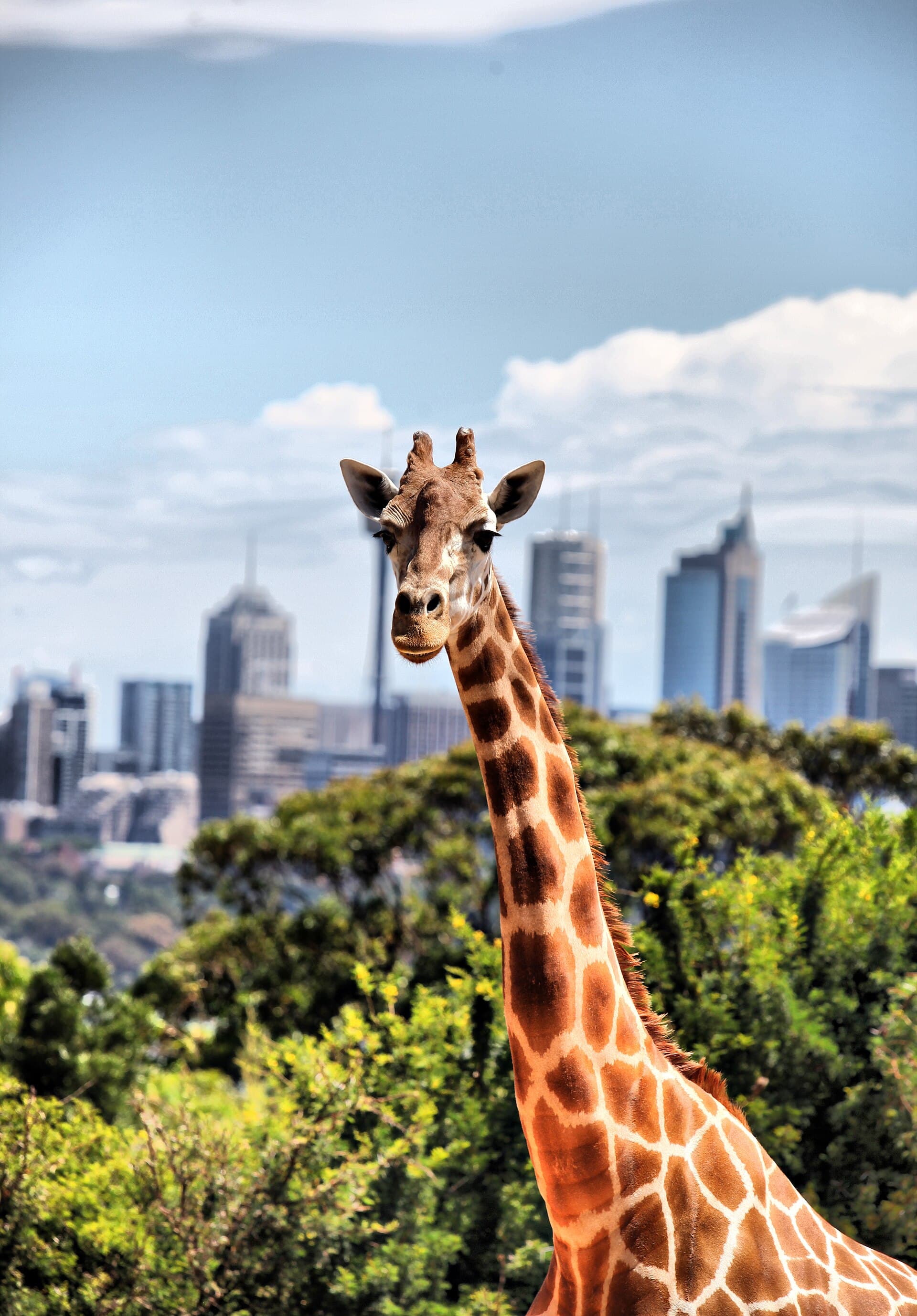 Taronga Zoo