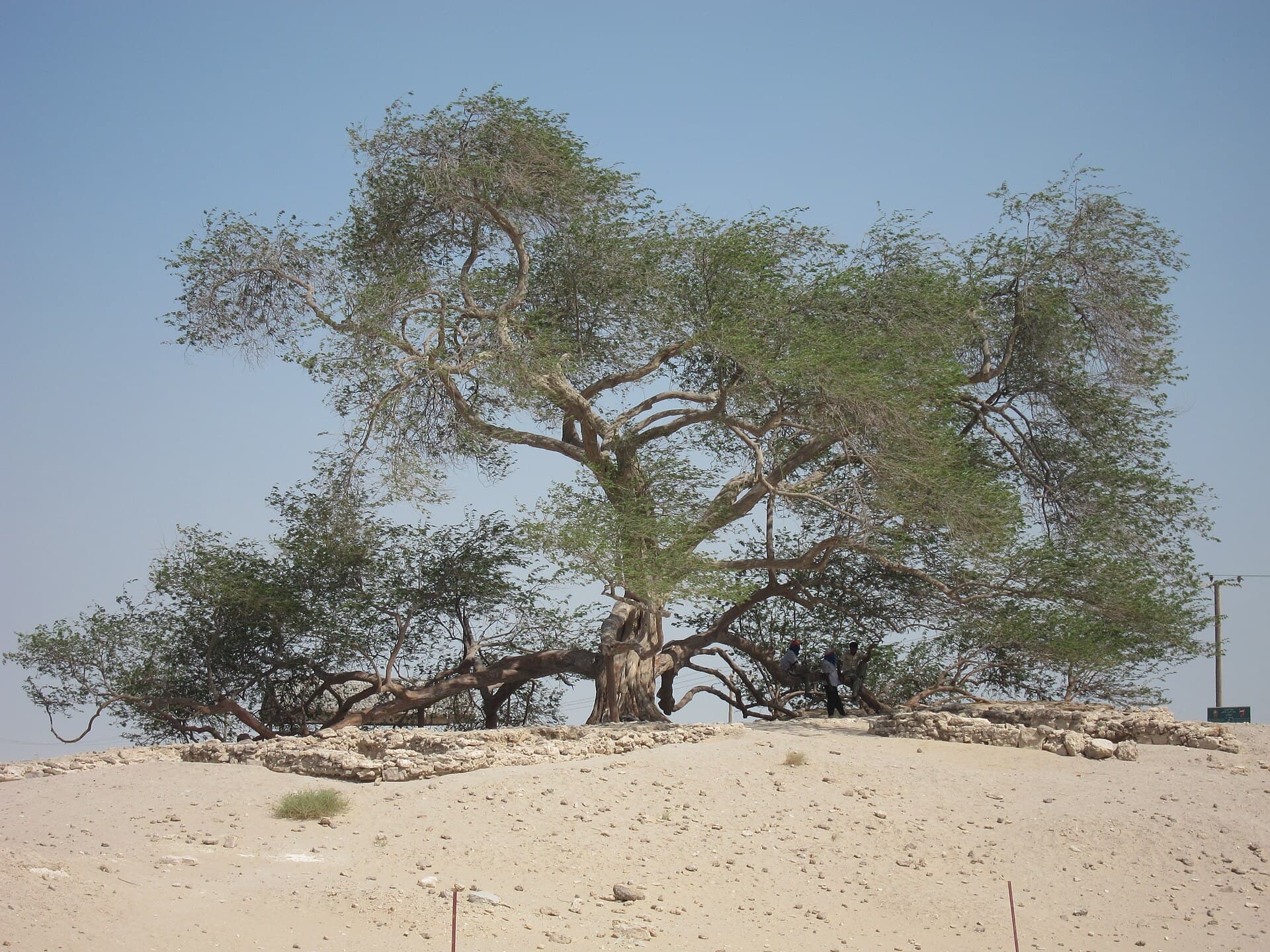 Tree of Life