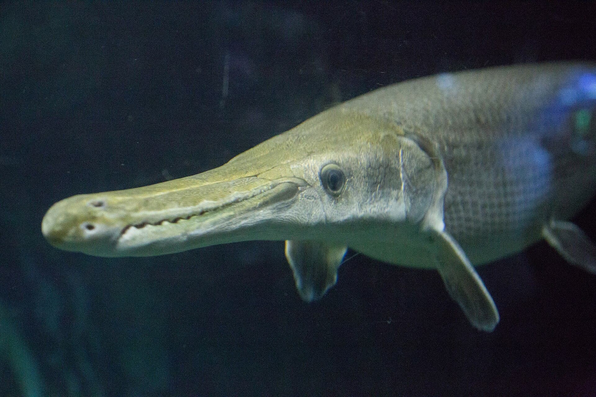 Underwater World Pattaya