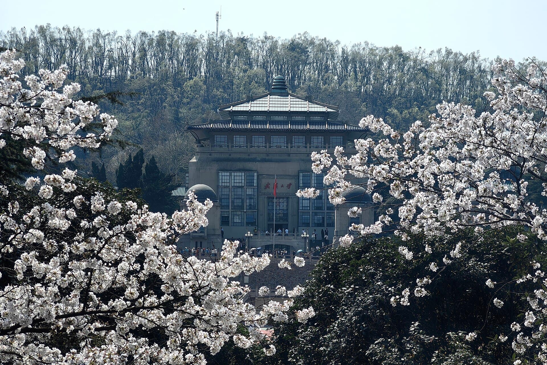 Wuhan University and its cherry blossoms